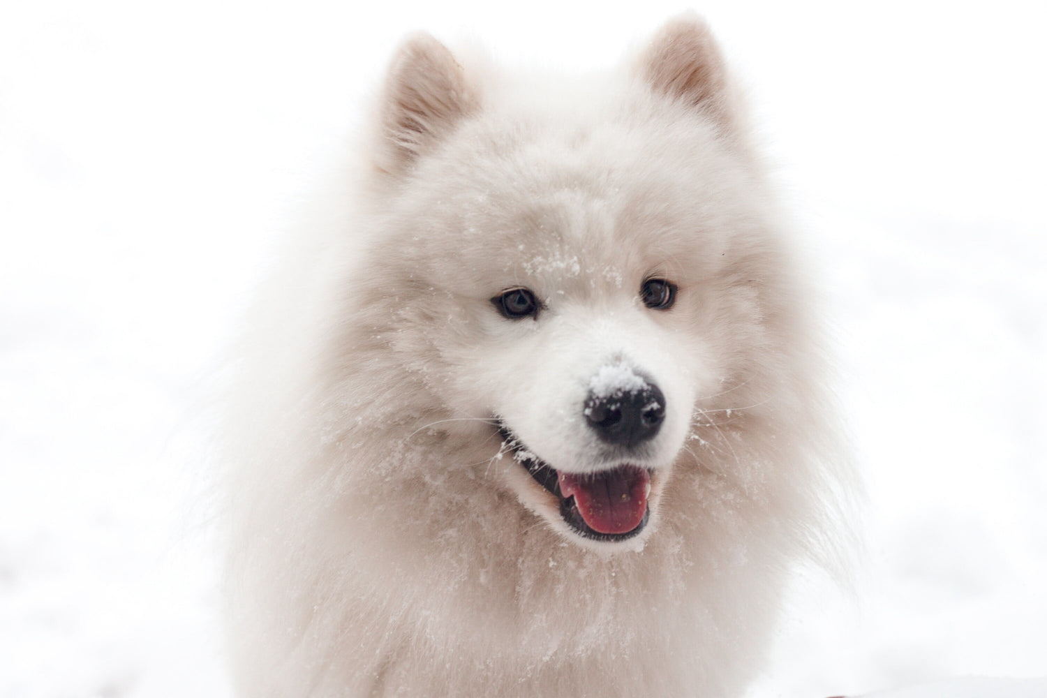 Samoyed breed dog wool yarn blend, white, extremely warm threads